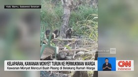 Kelaparan, Kawanan Monyet Turun ke Permukiman Warga