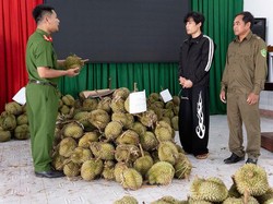 Nekat! Pemuda Ini Curi 1,6 Ton Durian karena Tak Punya Uang