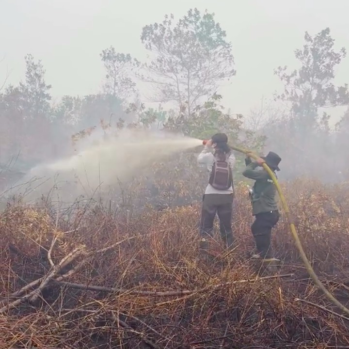 <p>Melalui unggahan di Instagram, Sherina mem-<em>posting</em> beberapa videonya saat terjun langsung membantu petugas dalam memadamkan kebakaran hutan di Kalimantan Tengah. Aksi Sherina ini dilakukan bukan sekedar untuk menyelamatkan hutan, tapi juga menolong orangutan yang ada di sana. (Foto: Instagram @sherinamunaf)</p>