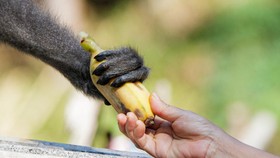 Salah satu owa jawa memgambil pisang yang diberikan Tini Kasmawati di Desa Lengkong, Kabupaten Sukabumi, Jawa Barat.