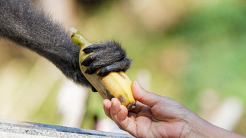 Salah satu owa jawa memgambil pisang yang diberikan Tini Kasmawati di Desa Lengkong, Kabupaten Sukabumi, Jawa Barat.