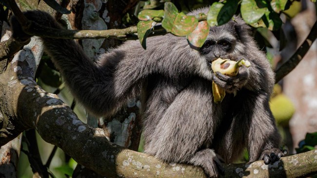 Salah satu owa jawa memakan pisang yang diberikan Tini Kasmawati di Desa Lengkong, Kabupaten Sukabumi, Jawa Barat.