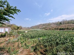 Jagung dan Kacang Ditanam Warga di Waduk Bendo Ponorogo yang Mengering