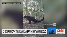 2 Ekor Macan Terekam Kamera di Hutan Mendolo