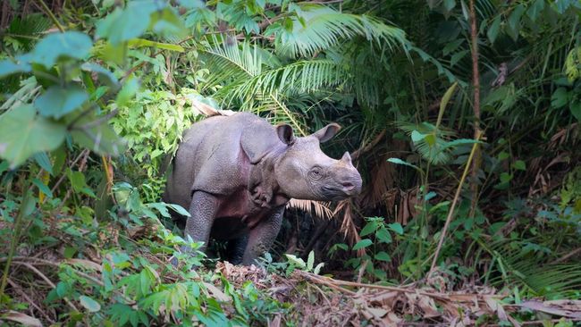 Dua Tempat di Indonesia Masuk 10 Besar Wisata Satwa Liar Terbaik di Dunia