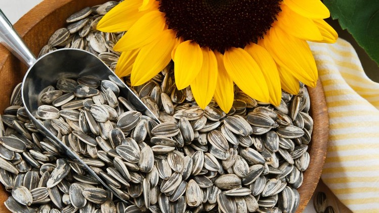 Nutritious sunflower seeds fill a wood bowl&comma; accented with a metal scoop and yellow sunflower