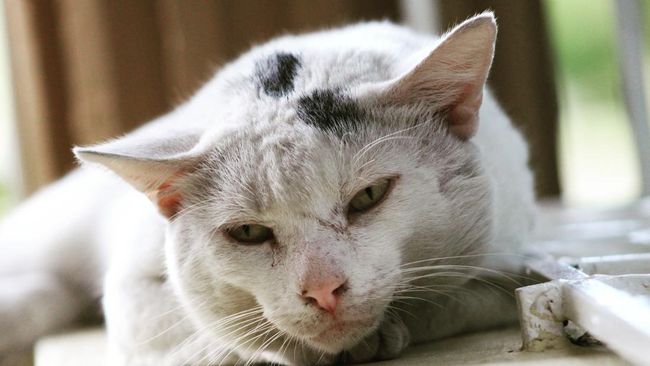 Stray cat in santo domingo