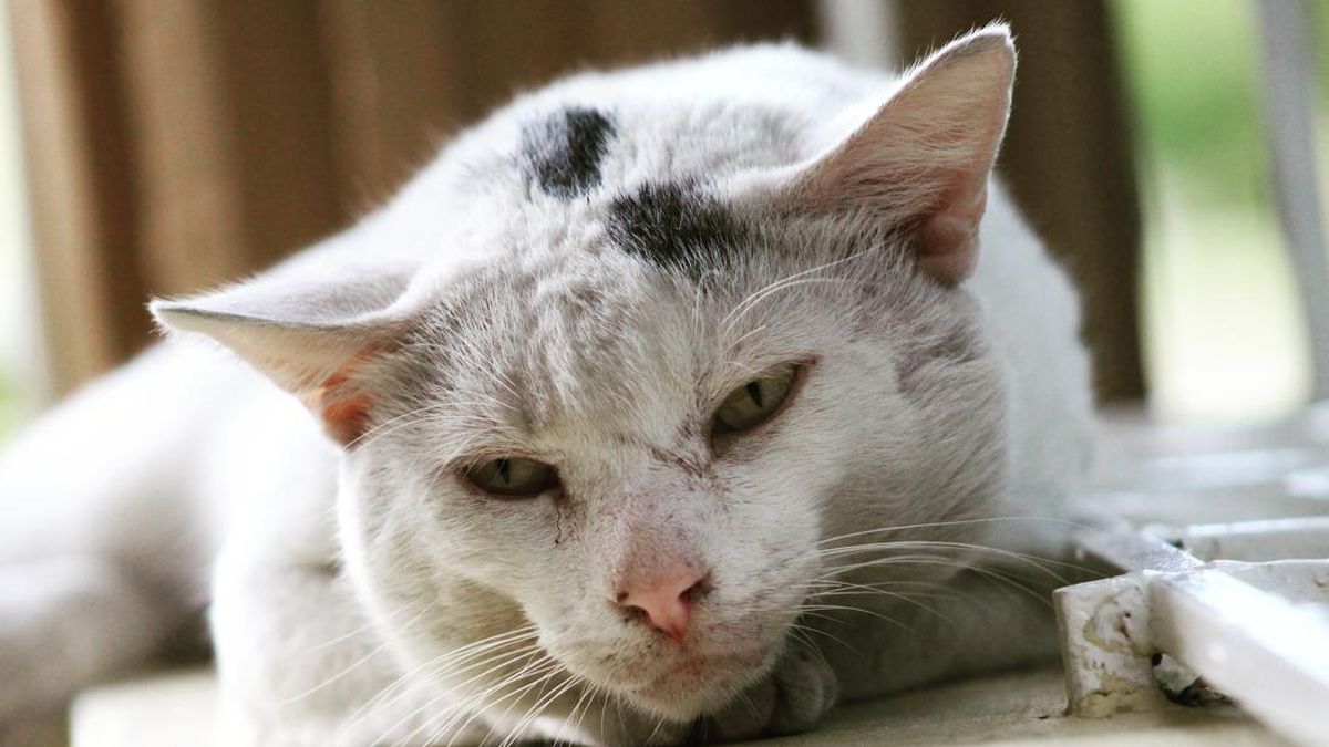 Kucing Indonesia Rata-rata Cuma Bisa Hidup 6 Tahun
