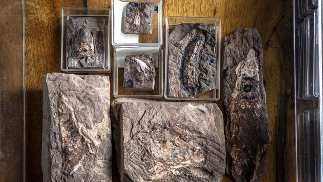 Fossilised dinosaur teeth are displayed at Phu Wiang National Park in Khon Kaen on August 19, 2026. Researchers have found a trove of dinosaur fossils in Khon Kaeon province, which holds the country's richest deposits, offering insight into the creat
