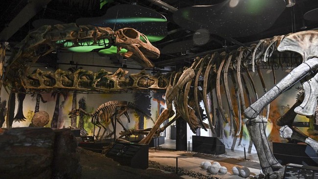 A model skeleton of Nagatitan chaiyaphumensis, Thailands largest dinosaur, is pictured at the Thainosaur Museum in Bangkok on May 15, 2026. Scientists have identified a massive new dinosaur from remains discovered in Thailand, with the creature estim