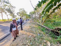 Pohon Tumbang di Ponorogo Timpa Pemotor, Seorang Lansia Tewas