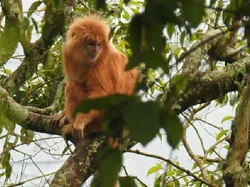 Lutung Merah, Primata dari Kalimantan yang Mulai Punah
