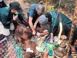 Sedih..., Orang Utan Sempurna yang Sesak Napas di Tengah Karhutla Akhirnya Mati