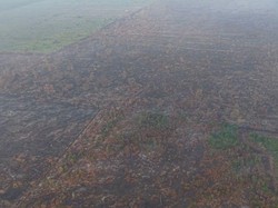 Kebakaran di Hutan Lindung Gambut Londerang Jambi Padam, 86 Hektare Terbakar