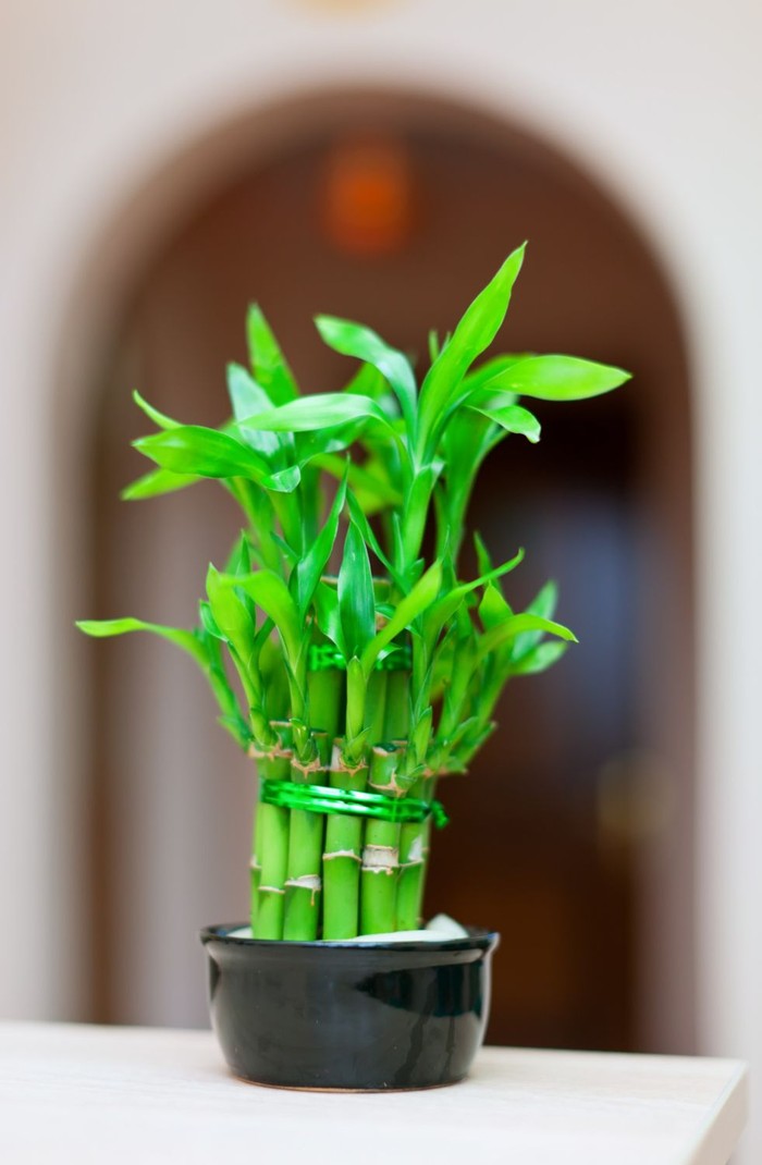 Bambu biasa dipercaya melambangkan ketidakstabilan dan ketidakpastian.