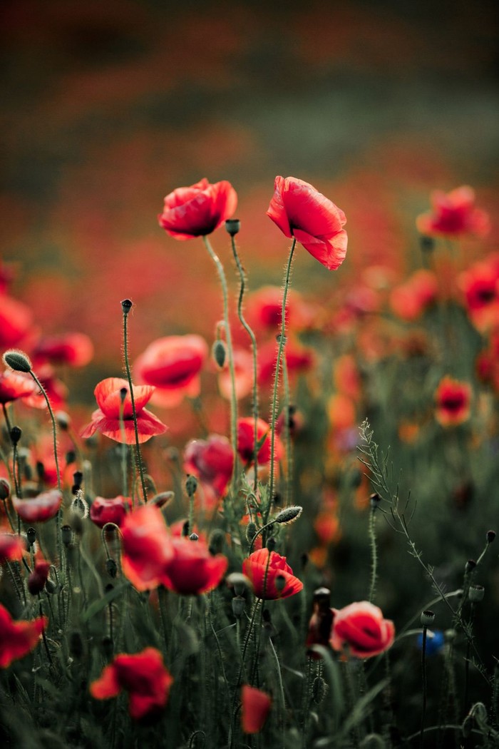 Bunga poppy memiliki tampilan yang cantik memikat. Namun, siapa sangka, di balik tampilan cantiknya itu membawa bayangan kemalangan.