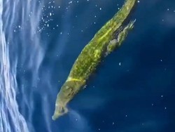 Teror Buaya di Perairan Kadatua Buton Selatan Bikin Warga Resah