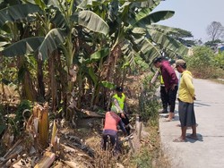 Bayi Laki-laki Dibuang di Kebun Pisang Pinggir Jalan Kudus