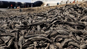 Bendung Karet Pati Mengering, Bau Busuk Ikan Menyengat