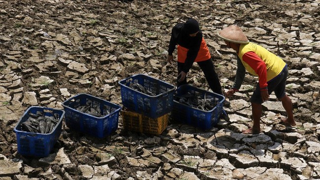 Bendung Karet Pati Mengering, Bau Busuk Ikan Menyengat