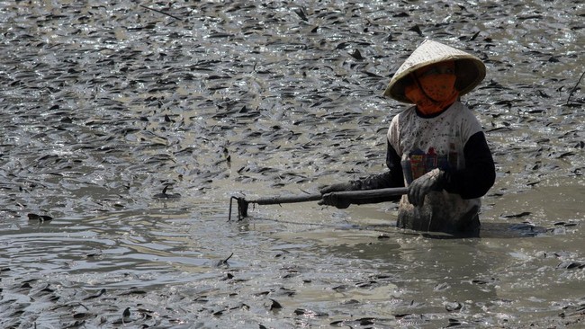 Bendung Karet Pati Mengering, Bau Busuk Ikan Menyengat