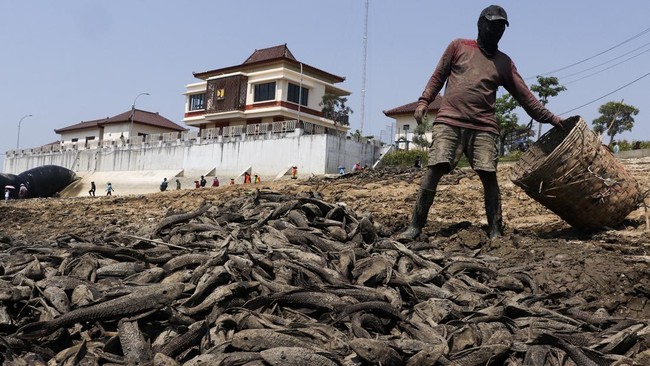 Bendung Karet Pati Mengering, Bau Busuk Ikan Menyengat