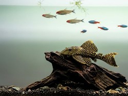 10 Ikan Pembawa Keberuntungan Menurut Fengsui, Sapu-sapu Masuk!