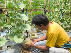Inovasi Irigasi Tetes, Petani Pangandaran Panen Melon di Lahan Kering