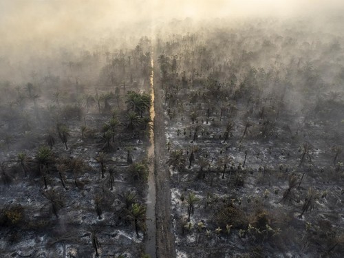 Kerusakan lahan gambut di Indonesia meningkatkan risiko kebakaran dan banjir. Ahli memperingatkan potensi bencana berulang jika kerusakan terus berlanjut.