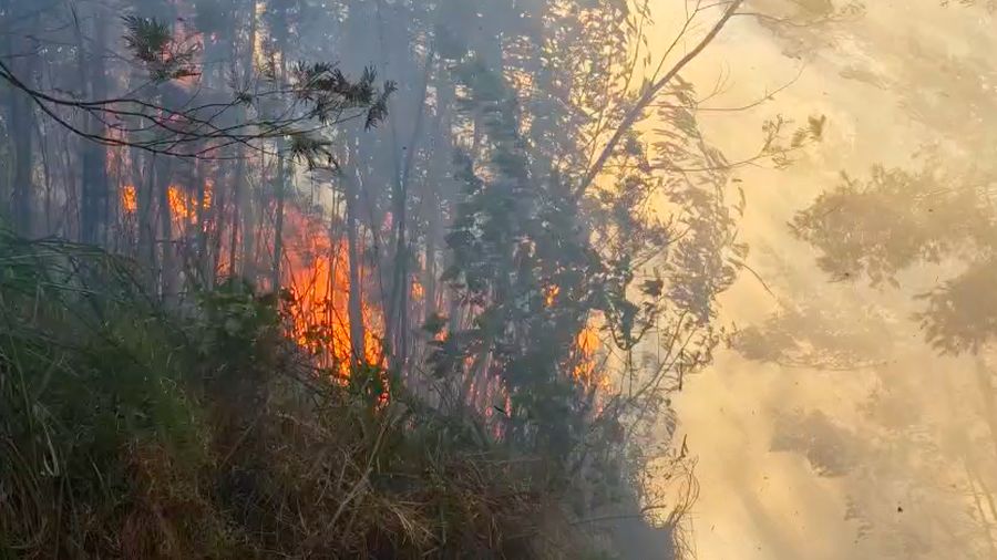 Kebakaran rimba dan lahan (karhutla) di area Gunung Ungup-Ungup, Jawa Timur, terpantau meluas hingga memasuki wilayah Kabupaten Bondowoso pada Jumat (4/9/2026).