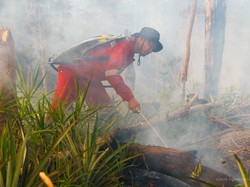 Tangani Karhutla, Otorita IKN Bentuk Satuan Khusus-Bagi 7 Klaster Wilayah