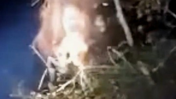 Detik-detik Induk dan Anak Orangutan Terjebak di Tengah Lahan Terbakar