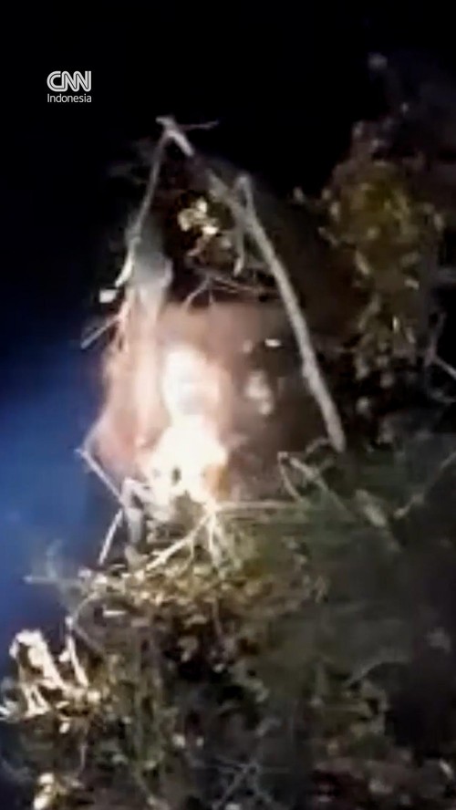 thumbnail video orangutan diselamatkan