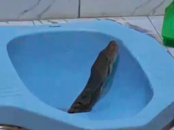 Heboh Ular Sanca Keluar dari WC Rumah Warga, Begini Penampakannya