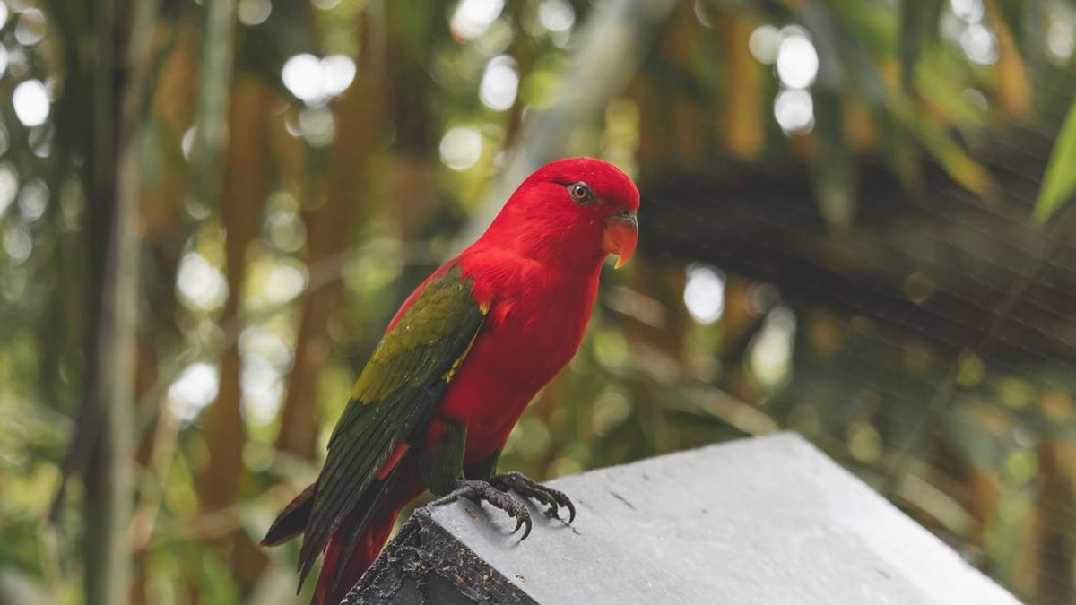 Penjual Mie Ditangkap Gara-Gara COD Burung, Bisa Dipenjara 15 Tahun
