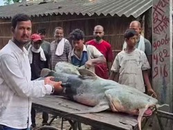 Ikan Alien Muncul Usai Banjir Nepal Menerjang, Warga Dilarang Makan
