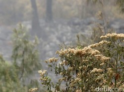 Kondisi Terkini Karhutla Gunung Ijen, Hari Ini Tak Ada Water Bombing