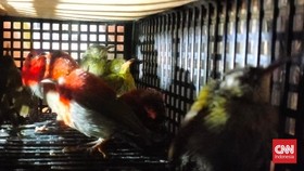 Balai Karantina Hewan, Ikan, dan Tumbuhan Banten mencegah penyelundupan 101 ekor burung ke Sri Lanka di Bandara Soekarno-Hatta, Tangerang.