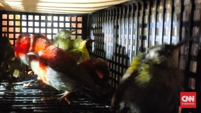 Balai Karantina Hewan, Ikan, dan Tumbuhan Banten mencegah penyelundupan 101 ekor burung ke Sri Lanka di Bandara Soekarno-Hatta, Tangerang.