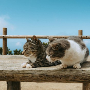 5 Rekomendasi Destinasi di Asia untuk Cat Lovers, Surga bagi Pencinta Kucing