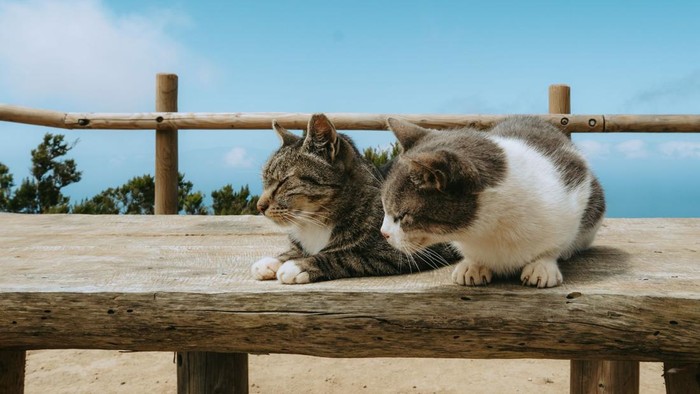 5 Rekomendasi Destinasi di Asia untuk Cat Lovers, Surga bagi Pencinta Kucing