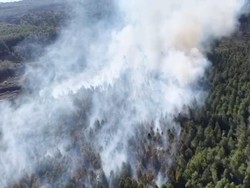 5 Hektare Hutan Pinus di Lereng Gunung Semeru Terbakar