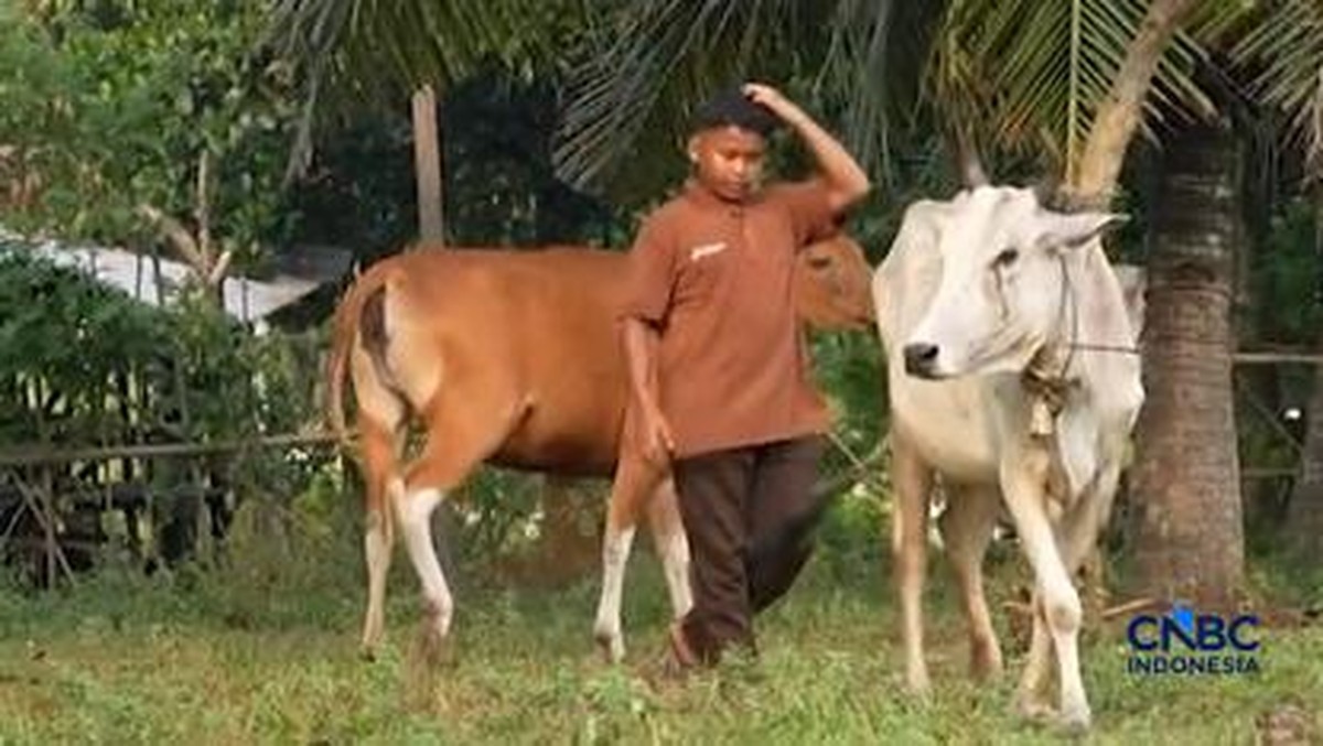 Bapak-bapak dan Gen Alpha Kepincut Cuan Ternak Sapi, Ini Kisahnya