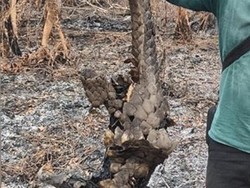 Seekor Tenggiling Ditemukan Hangus di Rimba Terantang Hilir