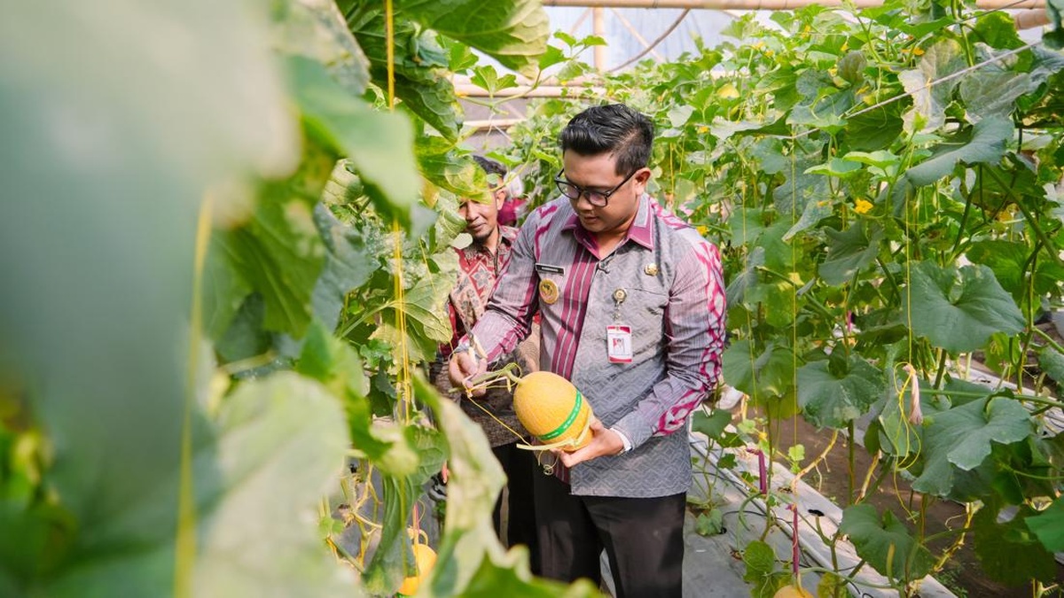 Aksi Petani Milenial Joho Pamerkan Melon Sweet Lavender
