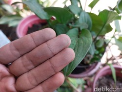 Sebaran Abu Vulkanik Sampai ke Cirebon, Warga Diminta Waspada