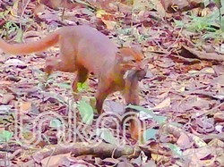 Kucing Merah Kalimantan Kembali Terekam di Malinau, Tanda Ekosistem Masih Sehat
