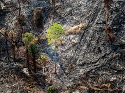 Otorita IKN: Diduga Ada Unsur Kesengajaan dalam Kebakaran di Bukit Tengkorak