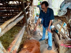 Sapi Mati Misterius di Gunungkidul, Polisi Sebut Ada Luka Sayat di Leher