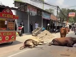 Truk Pengangkut Sapi Kecelakaan di Lebak, 2 Ekor Terpaksa Dipotong di TKP